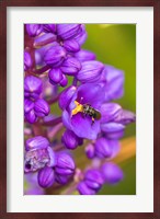 Costa Rica, Arenal Insect On Blossom Fine Art Print