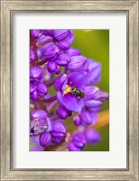 Costa Rica, Arenal Insect On Blossom Fine Art Print
