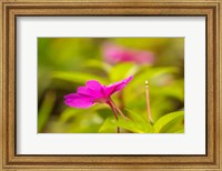 Costa Rica, Monteverde Cloud Forest Reserve Pink Flower Close-Up Fine Art Print