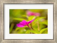 Costa Rica, Monteverde Cloud Forest Reserve Pink Flower Close-Up Fine Art Print