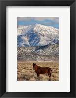 California White Mountains And Wild Mustang In Adobe Valley Fine Art Print
