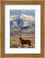 California White Mountains And Wild Mustang In Adobe Valley Fine Art Print