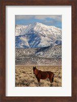 California White Mountains And Wild Mustang In Adobe Valley Fine Art Print