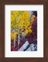 California, Sierra Nevada Mountains Mountain Dogwood And Aspen Trees In Autumn Fine Art Print
