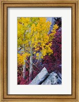 California, Sierra Nevada Mountains Mountain Dogwood And Aspen Trees In Autumn Fine Art Print