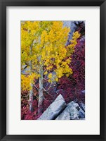 California, Sierra Nevada Mountains Mountain Dogwood And Aspen Trees In Autumn Fine Art Print
