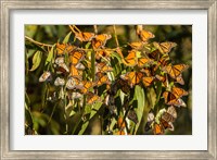 California, San Luis Obispo County Clustering Monarch Butterflies On Branches Fine Art Print