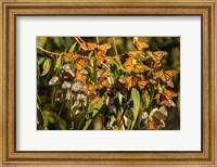 California, San Luis Obispo County Clustering Monarch Butterflies On Branches Fine Art Print