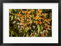 California, San Luis Obispo County Clustering Monarch Butterflies On Branches Fine Art Print