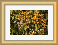 California, San Luis Obispo County Clustering Monarch Butterflies On Branches Fine Art Print