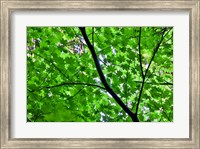 Looking Up Into Vine Maple, Stout Grove, Jedediah Smith Redwoods State Park, Northern California Fine Art Print