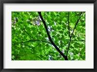 Looking Up Into Vine Maple, Stout Grove, Jedediah Smith Redwoods State Park, Northern California Fine Art Print