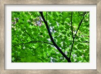 Looking Up Into Vine Maple, Stout Grove, Jedediah Smith Redwoods State Park, Northern California Fine Art Print