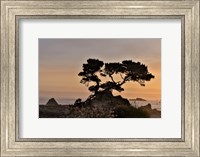 Cypress Tree At Sunset Along The Northern California Coastline, Crescent City, California Fine Art Print