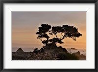 Cypress Tree At Sunset Along The Northern California Coastline, Crescent City, California Fine Art Print