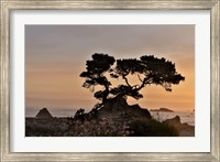 Cypress Tree At Sunset Along The Northern California Coastline, Crescent City, California Fine Art Print
