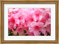 Evergreen Azalea Blooms In The Spring And Summer Fine Art Print