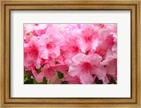 Evergreen Azalea Blooms In The Spring And Summer Fine Art Print