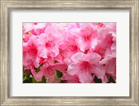 Evergreen Azalea Blooms In The Spring And Summer Fine Art Print