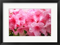 Evergreen Azalea Blooms In The Spring And Summer Fine Art Print