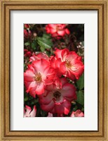 Betty Boop Rose Is A Hybrid Rose With A Moderately Fruity Aroma Fine Art Print