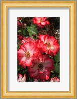 Betty Boop Rose Is A Hybrid Rose With A Moderately Fruity Aroma Fine Art Print