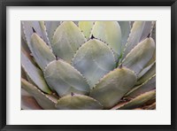 Parry's Agave Or Mescal Agave Fine Art Print
