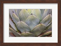 Parry's Agave Or Mescal Agave Fine Art Print