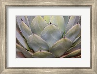 Parry's Agave Or Mescal Agave Fine Art Print