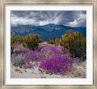 Wildflowers In Spring, Coachella Valle Fine Art Print