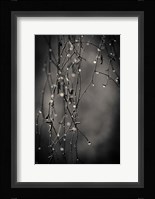 Bare Branches 2017 Fine Art Print