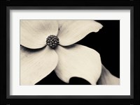 Dogwood Flower Fine Art Print