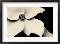 Dogwood Flower Fine Art Print