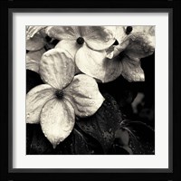 Dogwood Flower No. 3 Fine Art Print