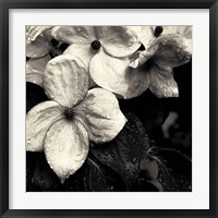 Dogwood Flower No. 3 Fine Art Print