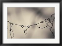 Moss 2017 Fine Art Print