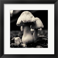 Mushroom No. 3 Fine Art Print