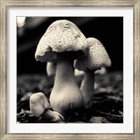 Mushroom No. 3 Fine Art Print