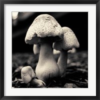 Mushroom No. 3 Fine Art Print