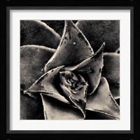 Seattle Succulents Fine Art Print