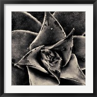 Seattle Succulents Fine Art Print