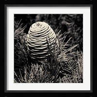 Spruce Cone Fine Art Print