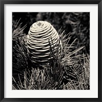 Spruce Cone Fine Art Print