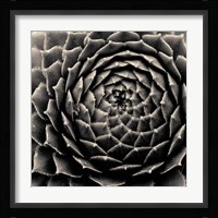 Succulent Fine Art Print