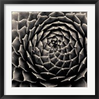 Succulent Fine Art Print