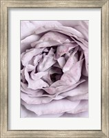 Rose Heart Fine Art Print