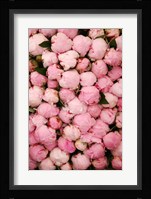 Peony 2 Fine Art Print