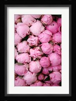 Peony 3 Fine Art Print