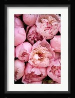 Peony 4 Fine Art Print