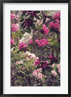Rhododendrons Fine Art Print